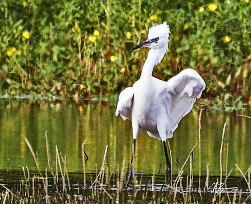 aigrette jbreton