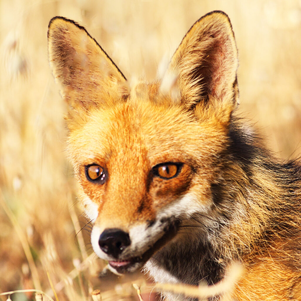 renard