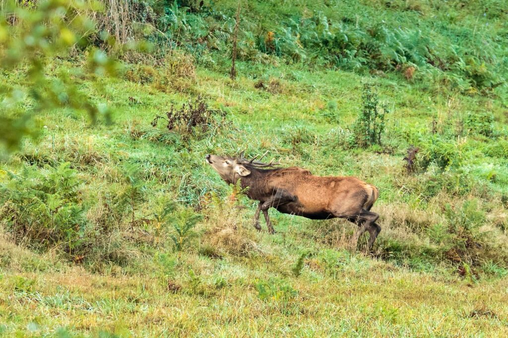 cerfs 2018 1